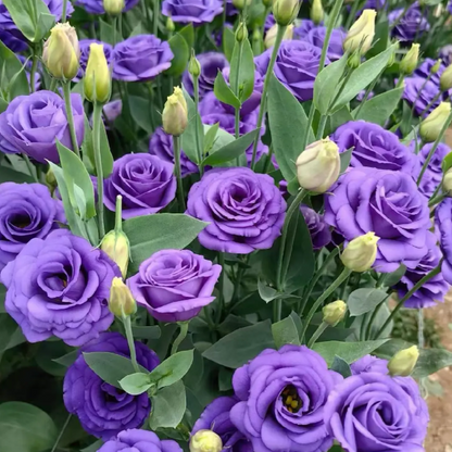 🔥2026 Най-продавано зимно цвете 🌺 Лизиантус - Искрена любов