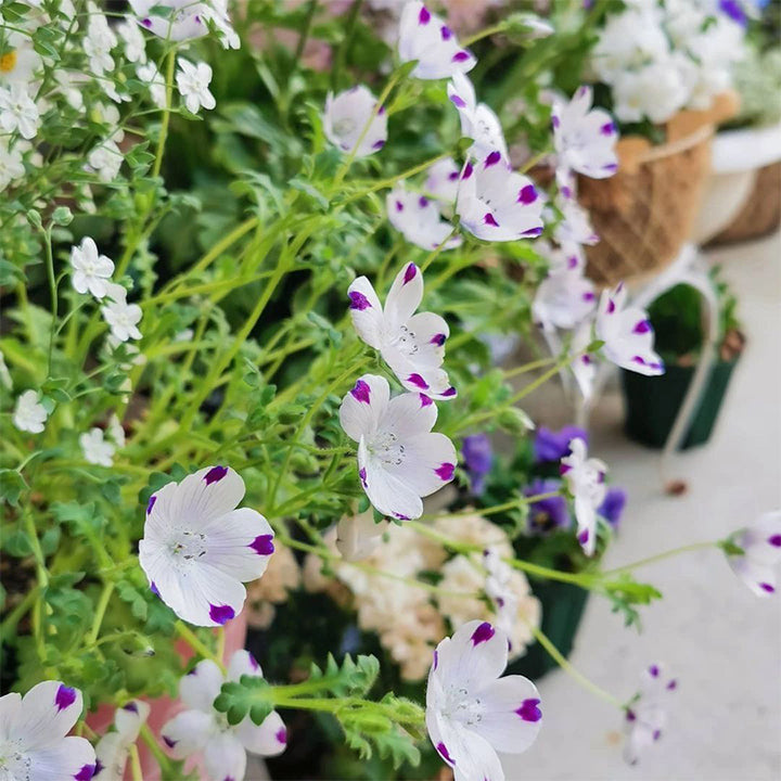 🌸рядък Семена „Бейби Блу Айс“-🌱Лесно за отглеждане