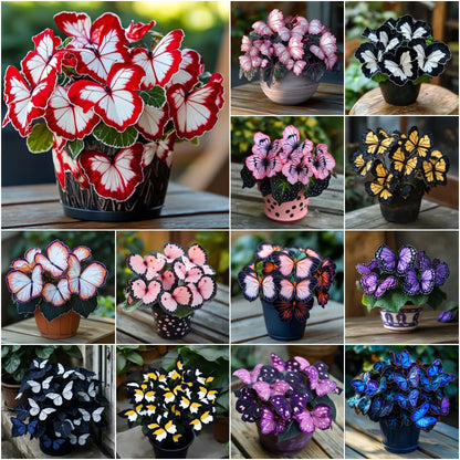 🔥Най-продавани зимни семена за 2026 г.🦋 Издръжливи семена от лунна бегония