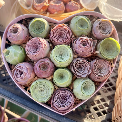 🌱 Рядка сукулентна роза – устойчива на студ и лесна за отглеждане🌹