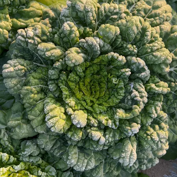 Семена на Brassica Narinosa (Wu Tat Choy)
