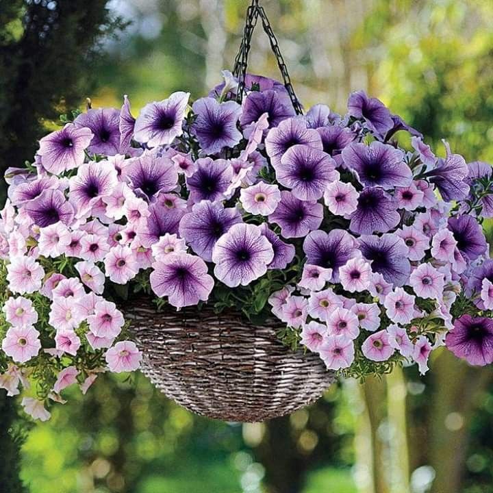 🌱Пролетна промоция🌸Семена от петунии