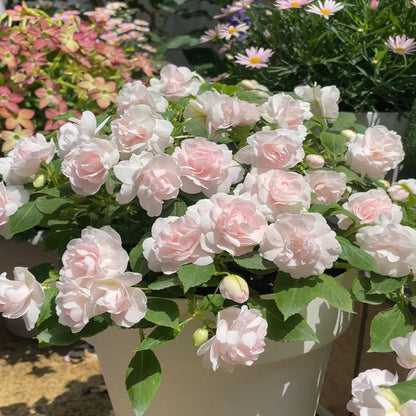 🌸 Семена на двойни нетърпеливци – Лесни за отглеждане, дори начинаещите не трябва да се притесняват.