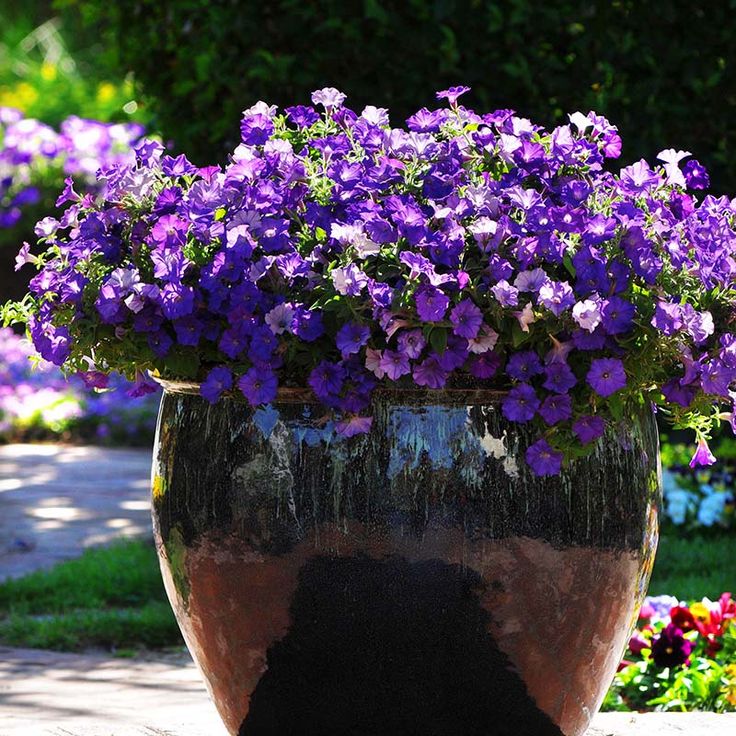 🌱Пролетна промоция🌸Семена от петунии