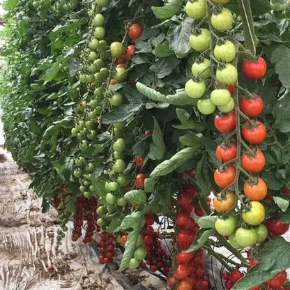 100% Степен на покълване - Семена от домати Waterfall - Висок добив