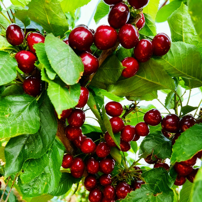 🌟 Гигантски сладки черешови семена – отглеждайте огромни, сочни череши у дома! 🍒✨