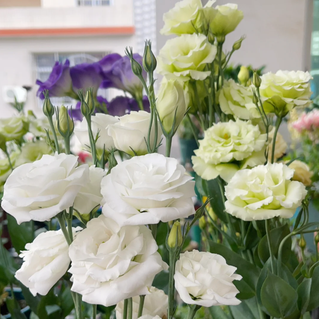 🔥2026 Най-продавано зимно цвете 🌺 Лизиантус - Искрена любов