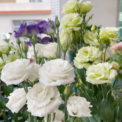 🔥2026 Най-продавано зимно цвете 🌺 Лизиантус - Искрена любов