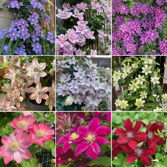 🌸 Семена от клематис – лесни за отглеждане✅ дори начинаещите могат лесно да се справят.