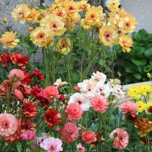 🌱Ранна пролет- лесно за отглеждане🦋 Семена от Butterfly Ranunculus