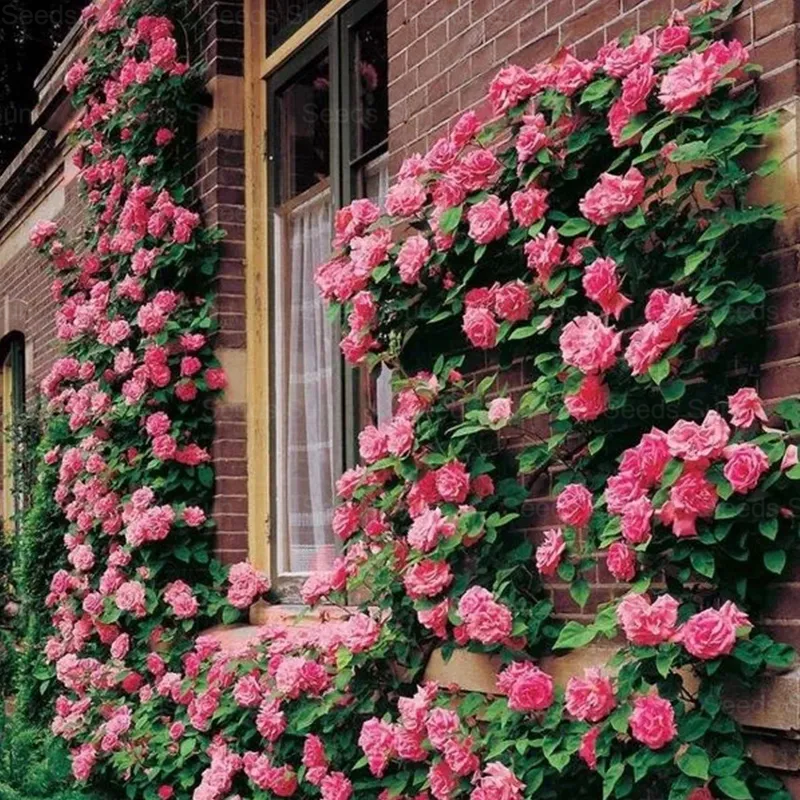 🩷 9 вида редки оцветени семена на катерлива роза