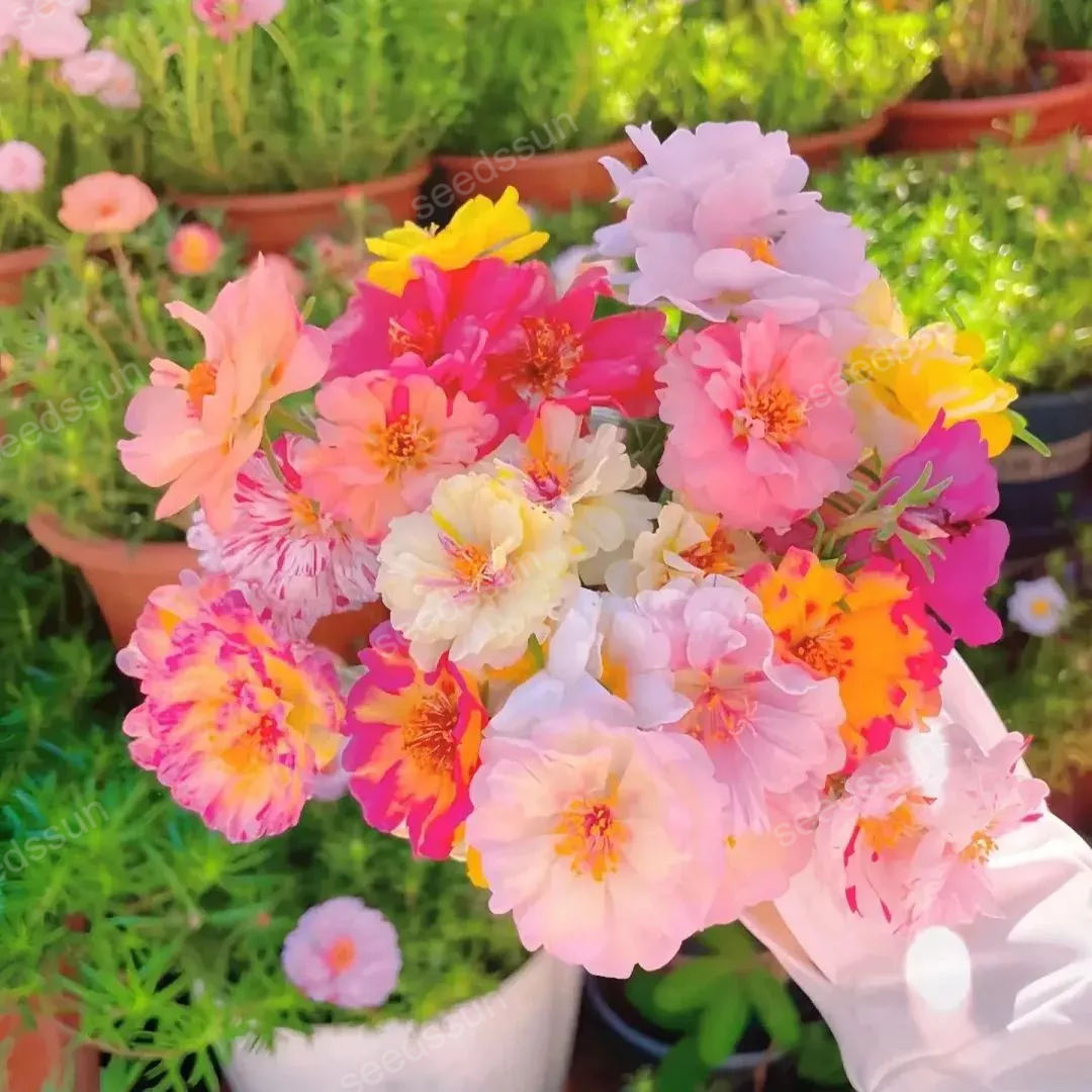 🌱Mix Moss-Rose Portulaca Seeds