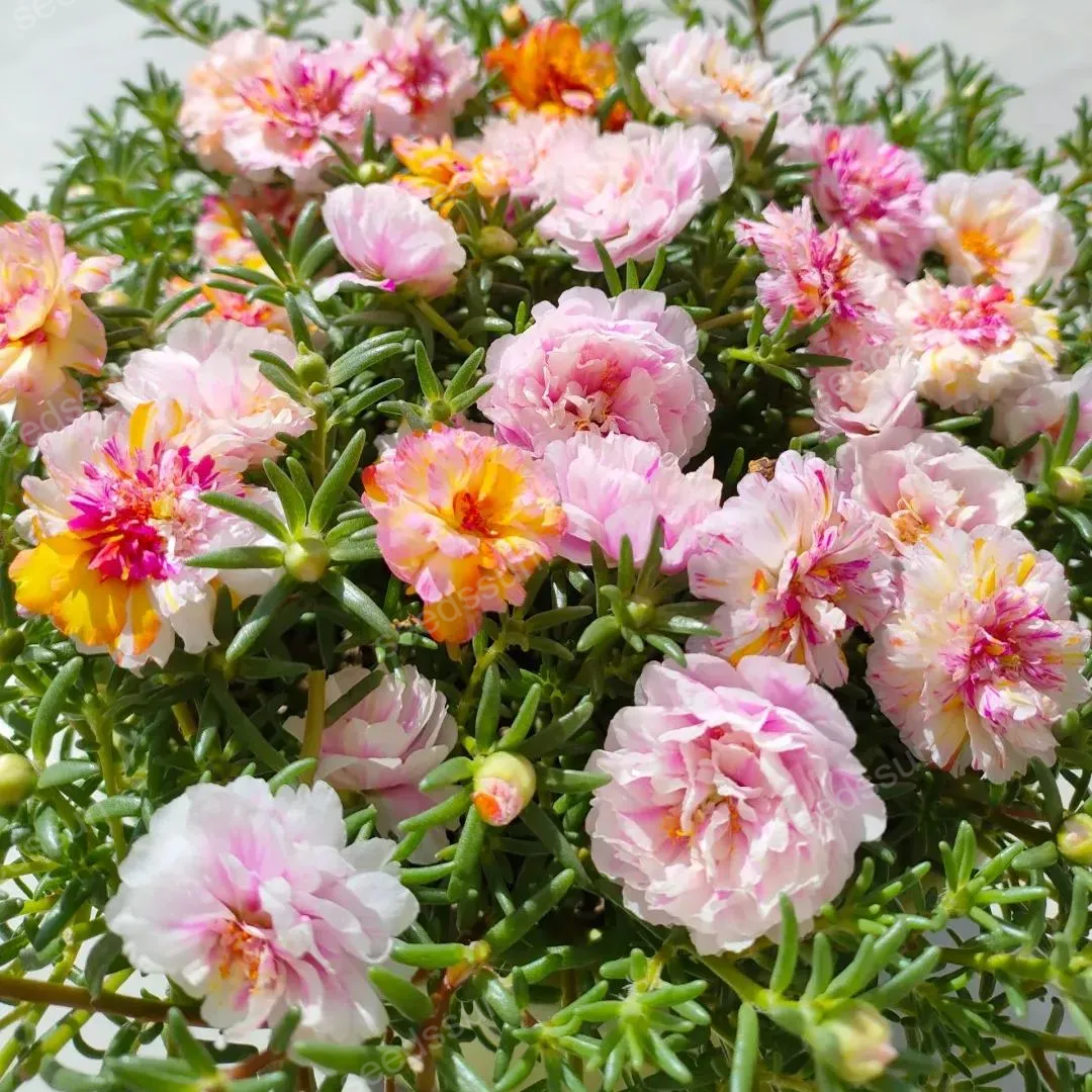 🌱Mix Moss-Rose Portulaca Seeds