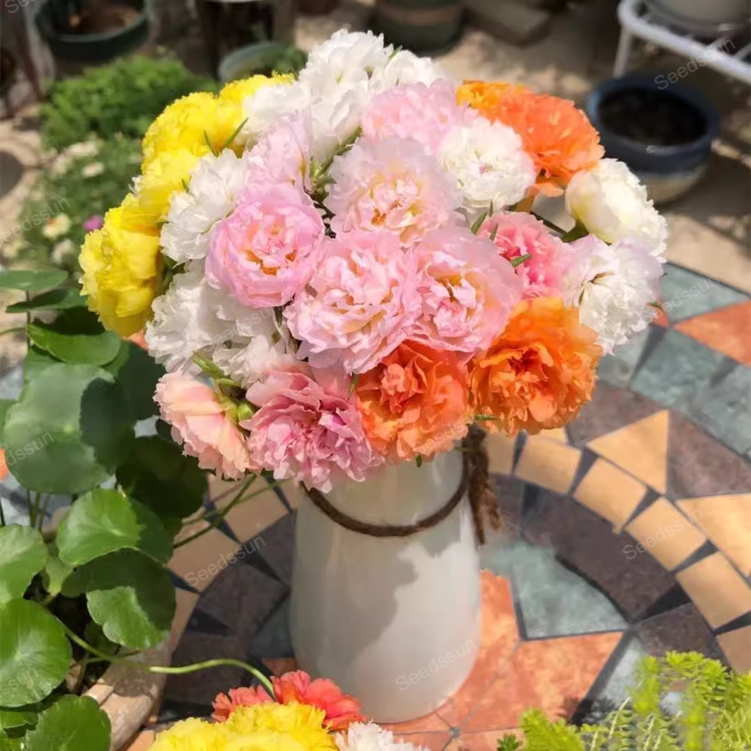 🌱Mix Moss-Rose Portulaca Seeds