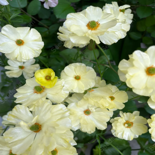 🌱Ранна пролет- лесно за отглеждане🦋 Семена от Butterfly Ranunculus