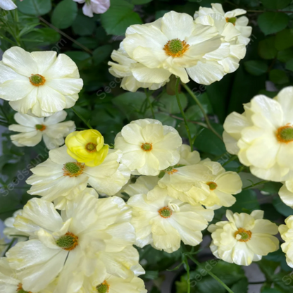 🌱Ранна пролет- лесно за отглеждане🦋 Семена от Butterfly Ranunculus