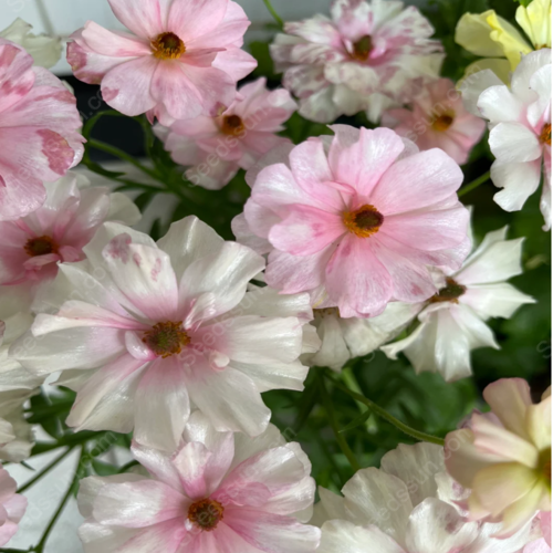 🌱Ранна пролет- лесно за отглеждане🦋 Семена от Butterfly Ranunculus