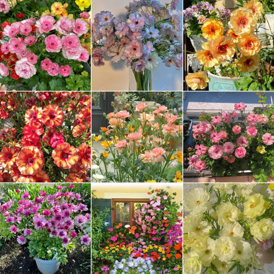 🌱Ранна пролет- лесно за отглеждане🦋 Семена от Butterfly Ranunculus