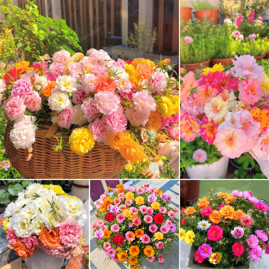 🌱Mix Moss-Rose Portulaca Seeds