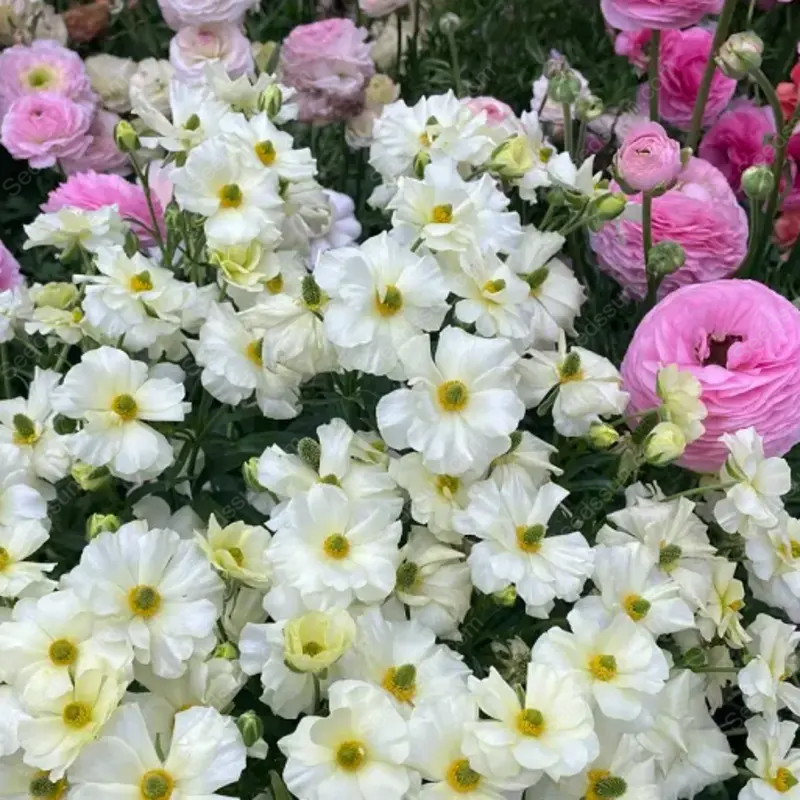 🌱Ранна пролет- лесно за отглеждане🦋 Семена от Butterfly Ranunculus