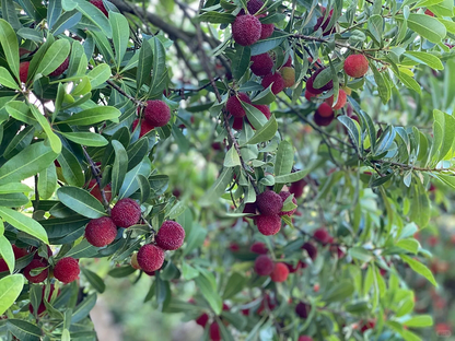 Гигантска боровинка: Размер на топка за пинг-понг, ⭐Смесен вкус на ягоди и череши