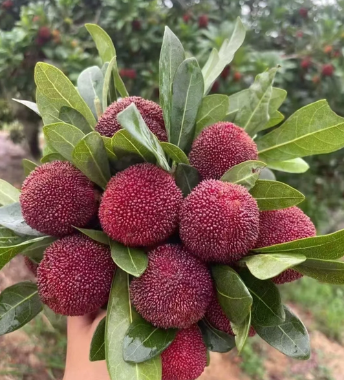 Гигантска боровинка: Размер на топка за пинг-понг, ⭐Смесен вкус на ягоди и череши