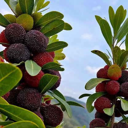 Гигантска боровинка: Размер на топка за пинг-понг, ⭐Смесен вкус на ягоди и череши