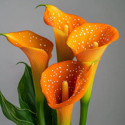 🌷Мистериозната кала Аврора-Редки висококачествени семена✨