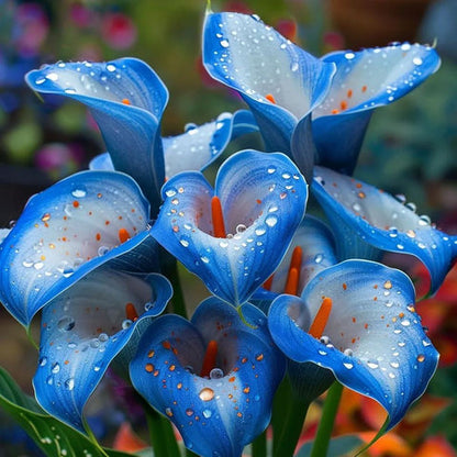 🌷Мистериозната кала Аврора-Редки висококачествени семена✨