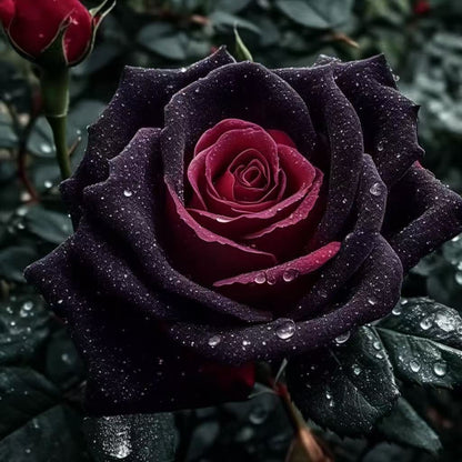 🌹 Разпродажба на цветя 🔥 Редки розови семена! 🌼