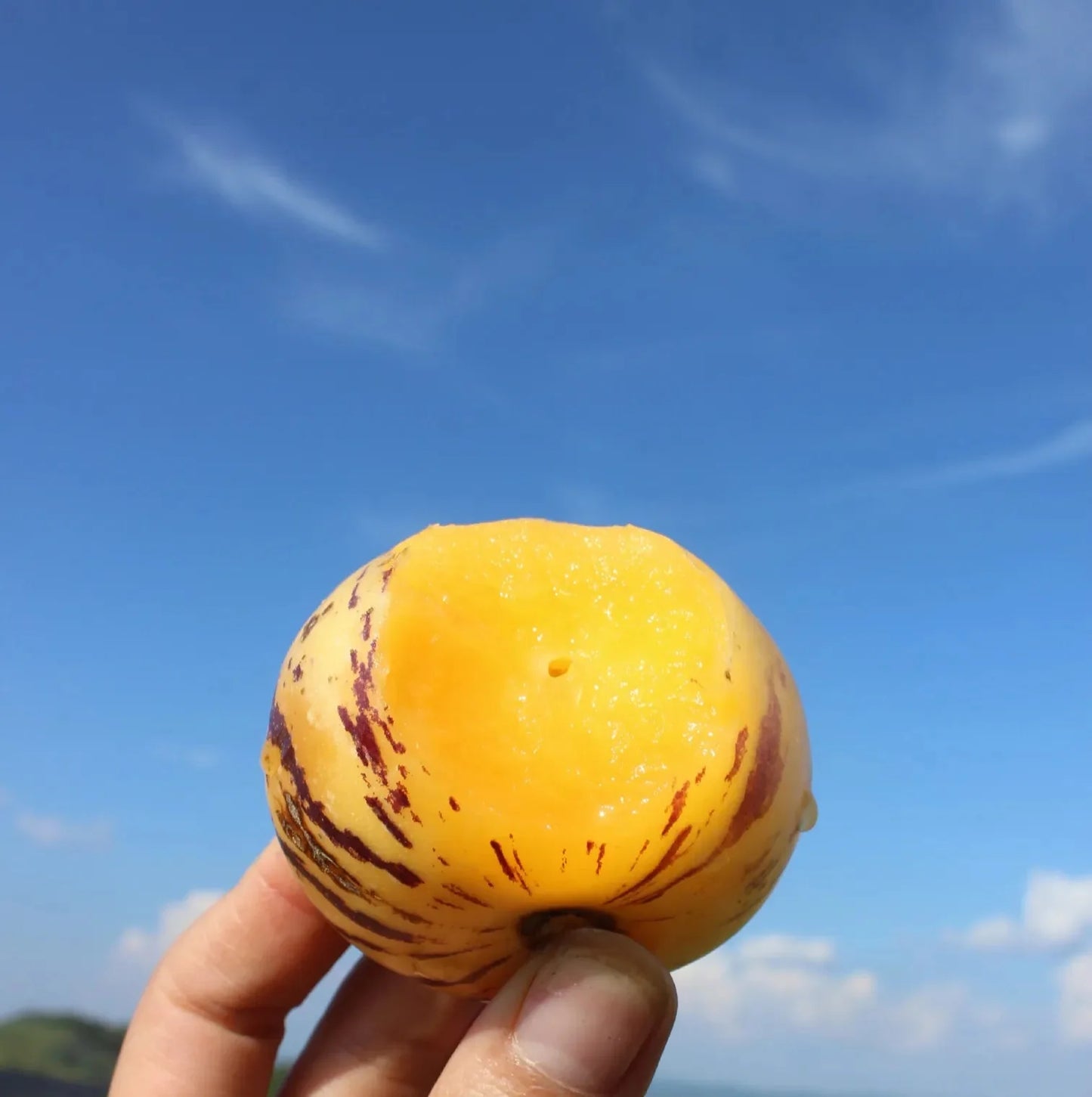 🌿✨Семена от женшен: Открийте силата на природата във вашата градина! 🔥