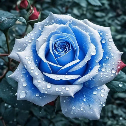 🌹 Разпродажба на цветя 🔥 Редки розови семена! 🌼