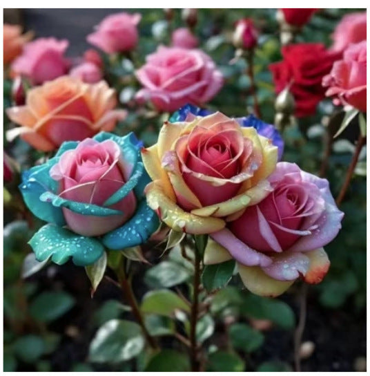 🌹 Разпродажба на цветя 🔥 Редки розови семена! 🌼