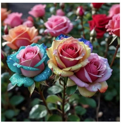 🌹 Разпродажба на цветя 🔥 Редки розови семена! 🌼