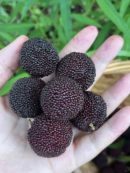 Гигантска боровинка: Размер на топка за пинг-понг, ⭐Смесен вкус на ягоди и череши