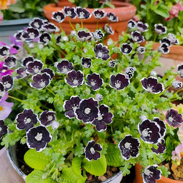 🌸рядък Семена „Бейби Блу Айс“-🌱Лесно за отглеждане