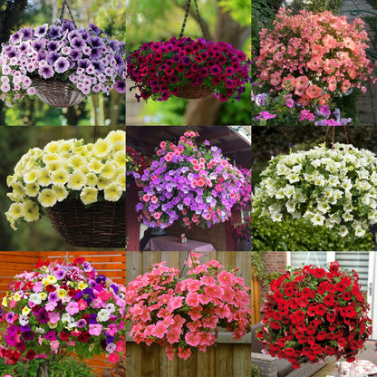 🌱Пролетна промоция🌸Семена от петунии