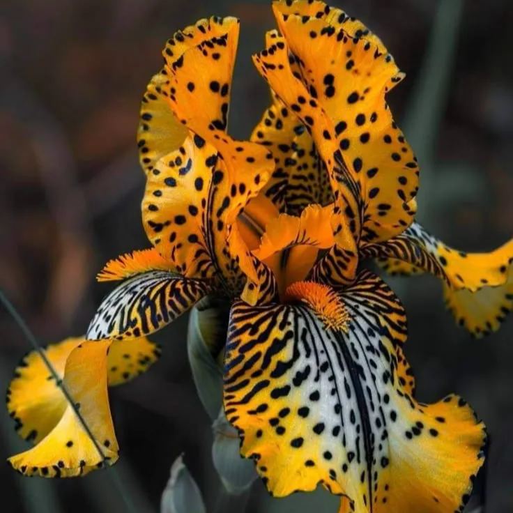 🌌 Редки семена на ириси ⚜️ — останете жизнени през цялата година!