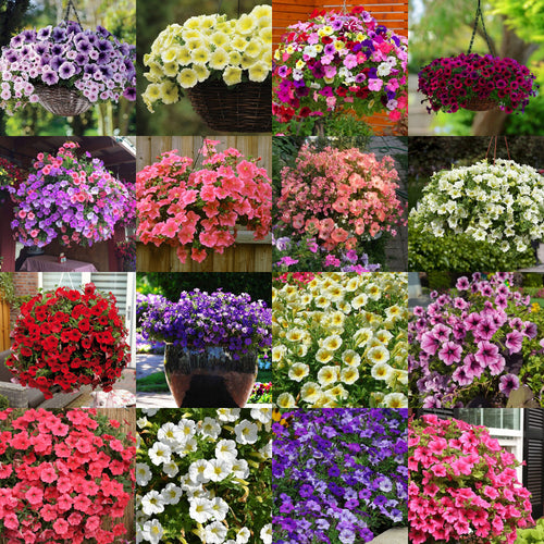 🌱Пролетна промоция🌸Семена от петунии