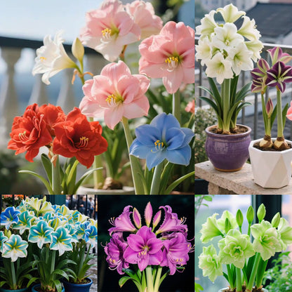 🔥 Разпродажба 2026 🌌 Устойчиви на замръзване, ароматни луковици на амарилис с два венчелистчета - Озарете живота си през цялата година!