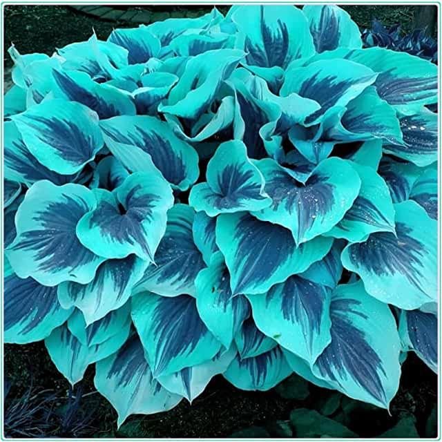 🍃Редки семена от хоста с многоцветни листа