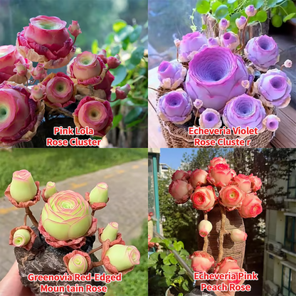 🌱 Рядка сукулентна роза – устойчива на студ и лесна за отглеждане🌹