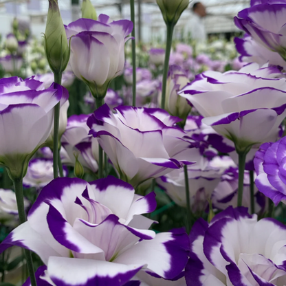 🔥2026 Най-продавано зимно цвете 🌺 Лизиантус - Искрена любов