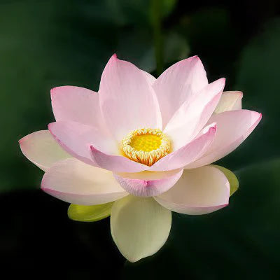 🔥[7 дни покълване]💐Свещен бонсай лотос в купа