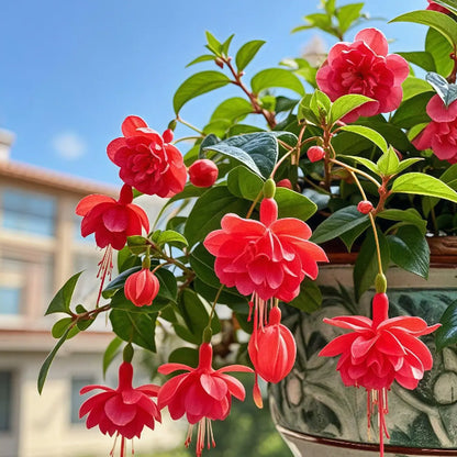 🔥Семена на издръжливи многогодишни цветя🌺Плачеща фуксия - мечтателен висящ цветен водопад