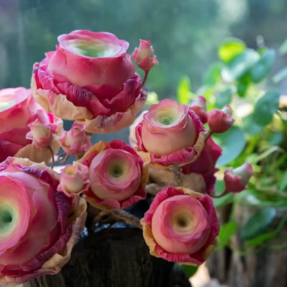 🌱 Рядка сукулентна роза – устойчива на студ и лесна за отглеждане🌹