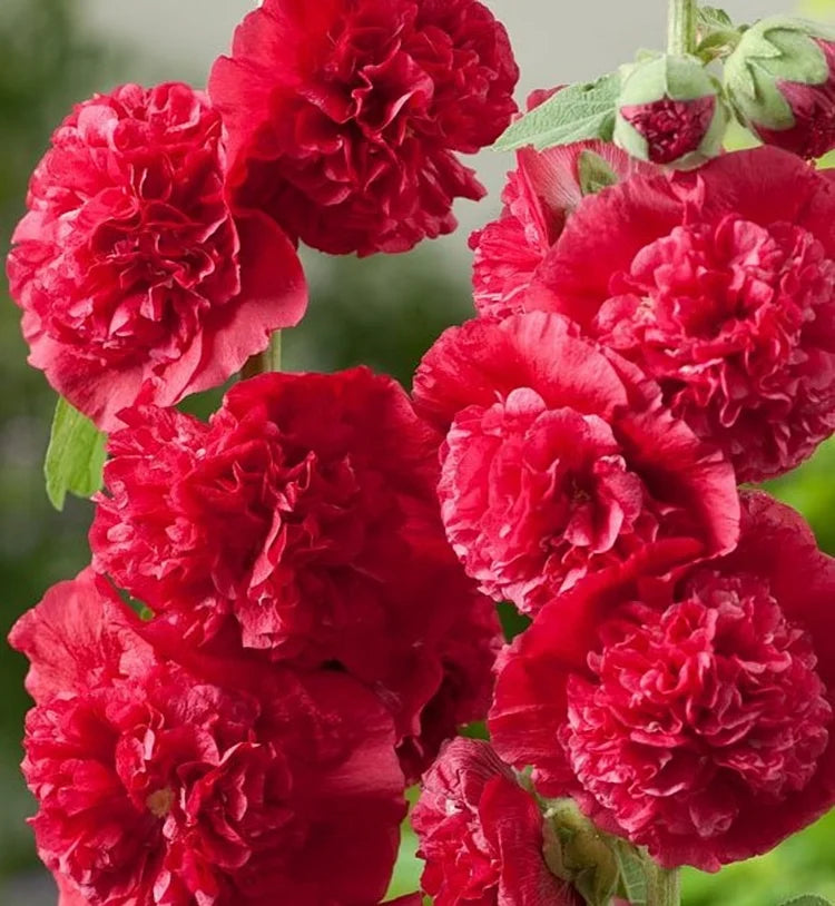 🌸 Семена на двойна ароматна ружа (Alcea розова)