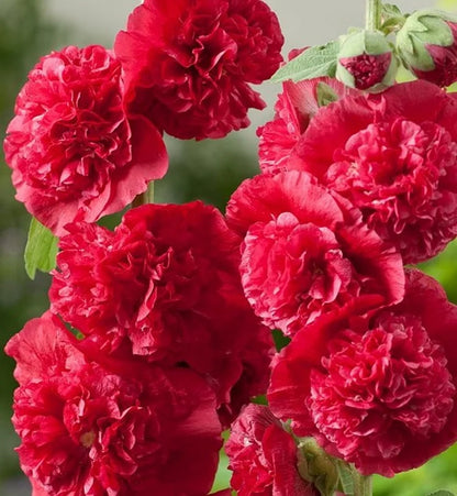 🌸 Семена на двойна ароматна ружа (Alcea розова)