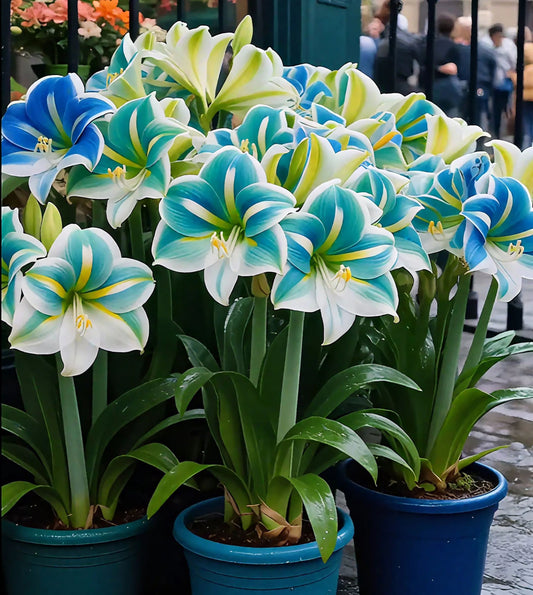 🔥 Разпродажба 2025 🌌 Устойчиви на замръзване, ароматни луковици на амарилис с два венчелистчета - Озарете живота си през цялата година!