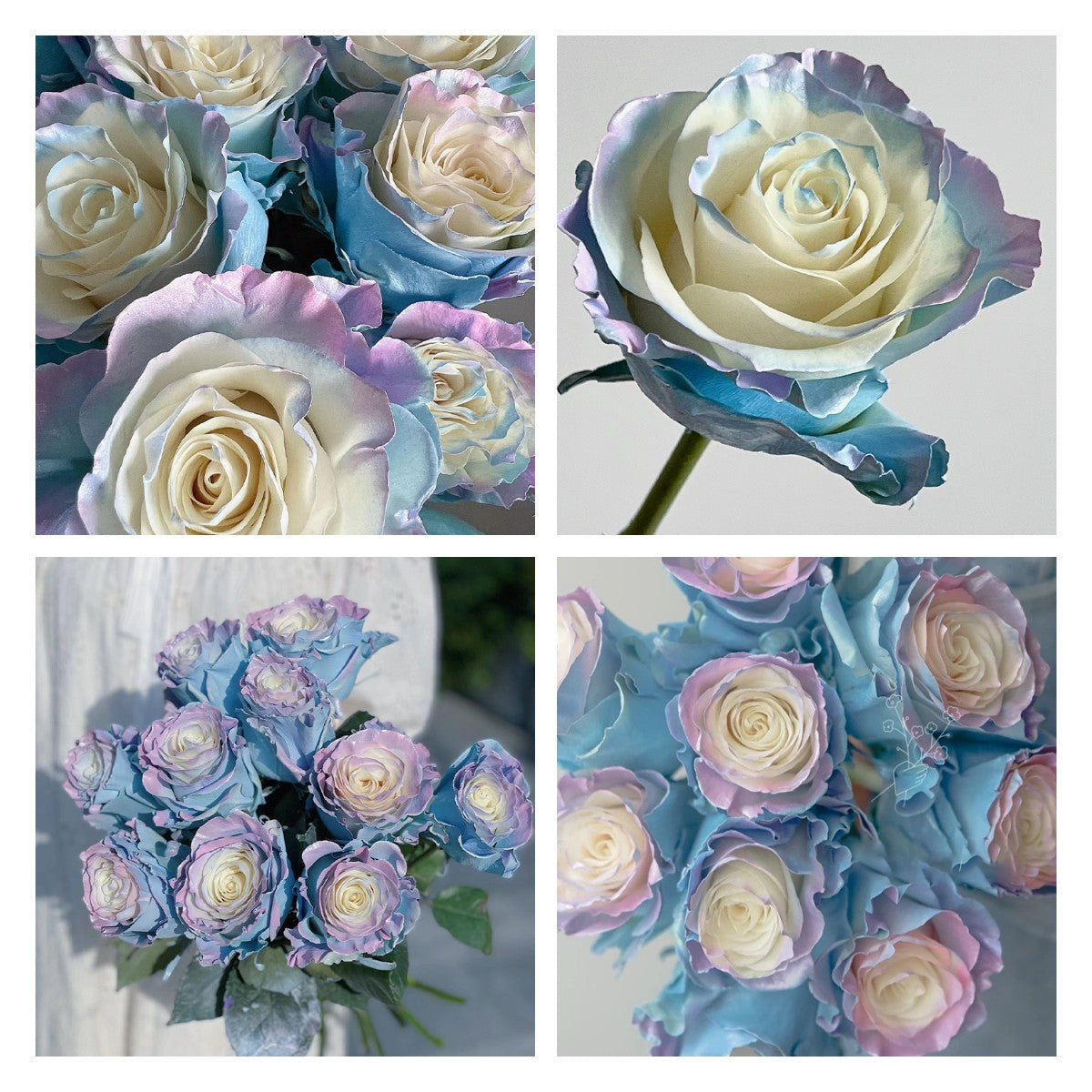 🌹 Еквадорски рози – редки рози